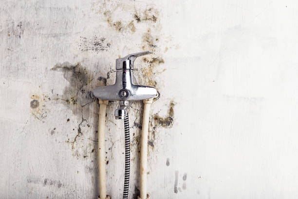Best Mold Cleaning Services  in Troy, NC