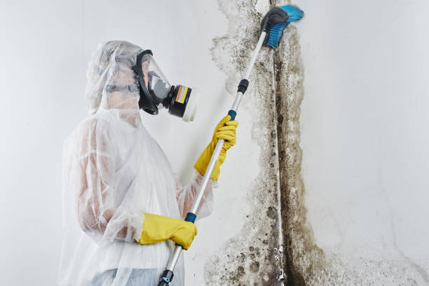 Trusted Troy, NC Mold Removal Experts