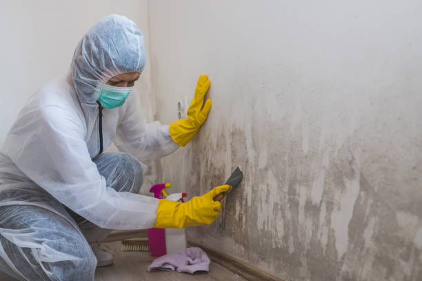 Best Commercial Mold Removal  in Troy, NC