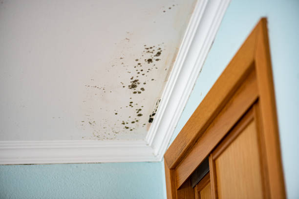 Best Attic Mold Removal  in Troy, NC