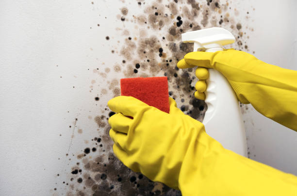 Certified Mold Removal in Troy, NC