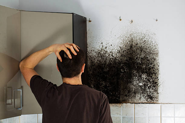 Best Mold Damage Repair  in Troy, NC