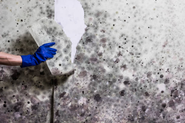  Troy, NC Mold Removal Pros